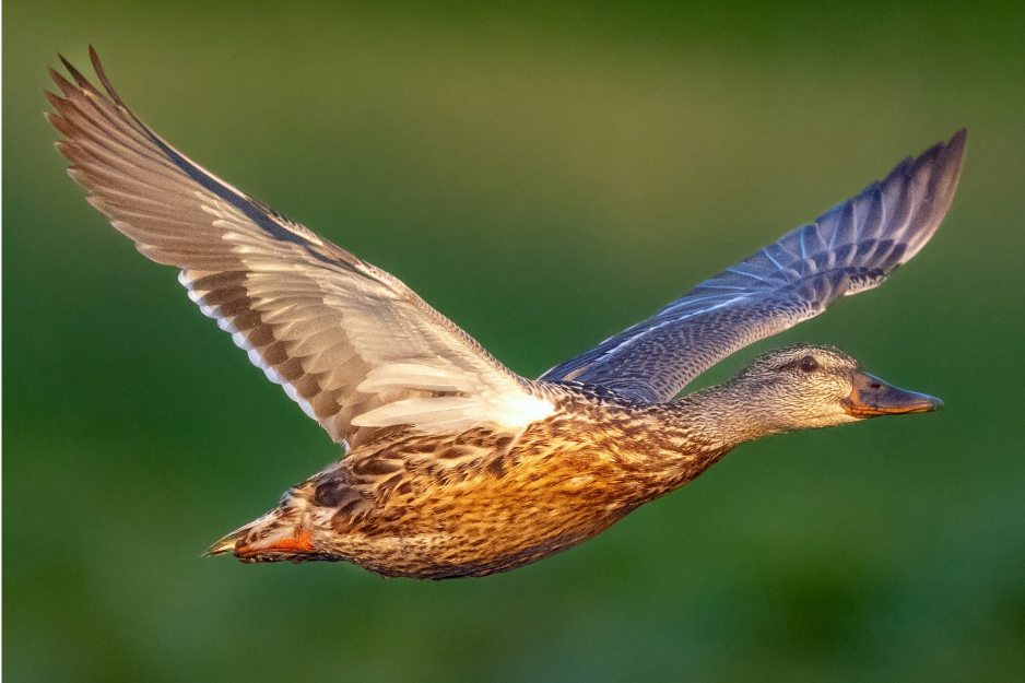 A duck in mid-flight on a blurred background.