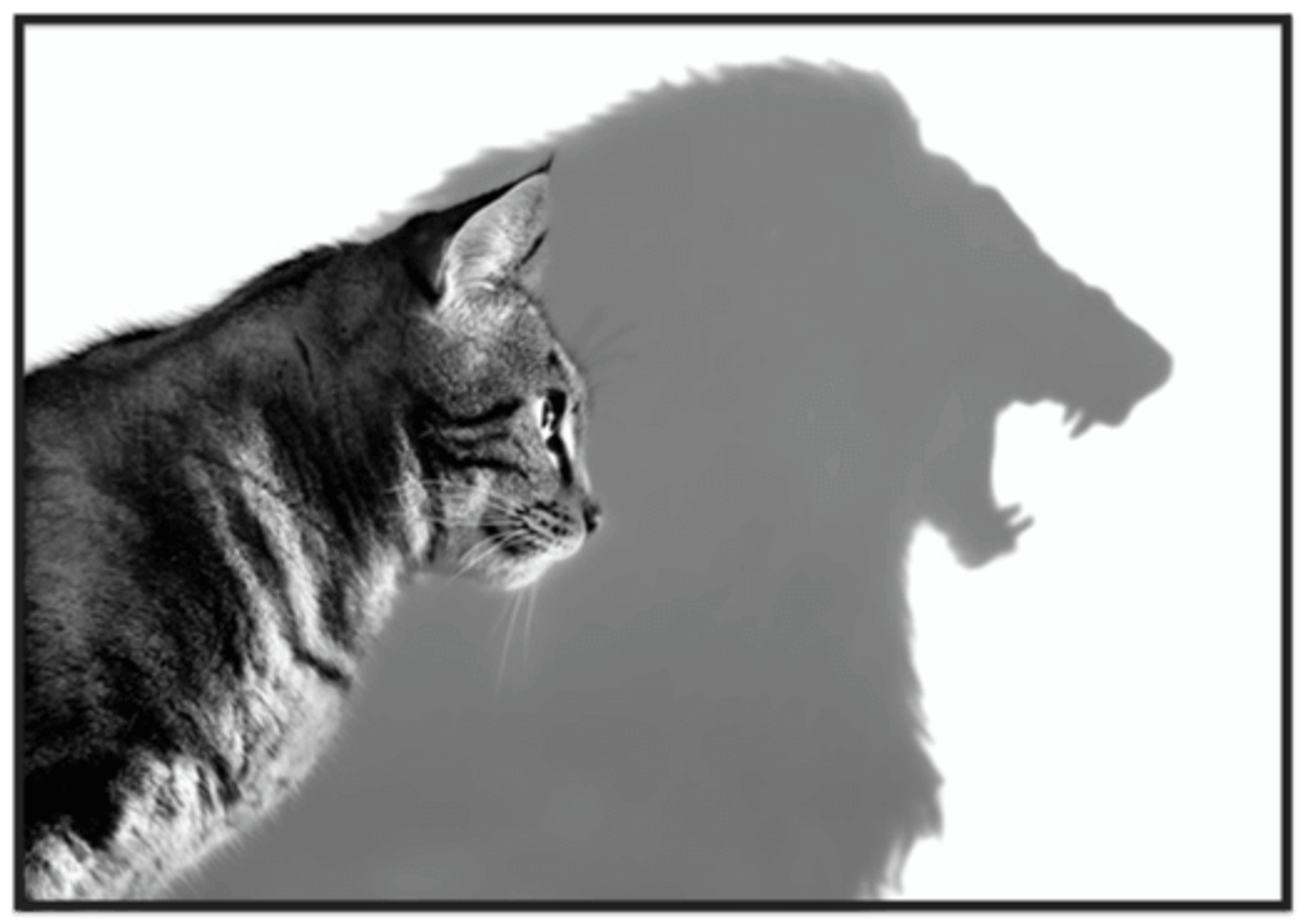 House cat casting a shadow of a lion