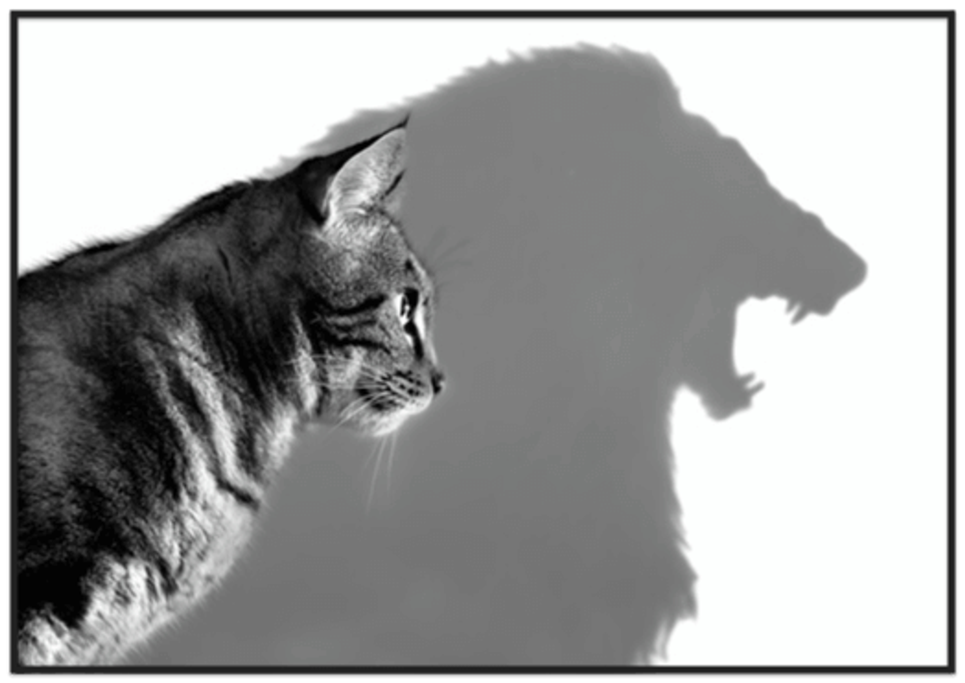 House cat casting a shadow of a lion