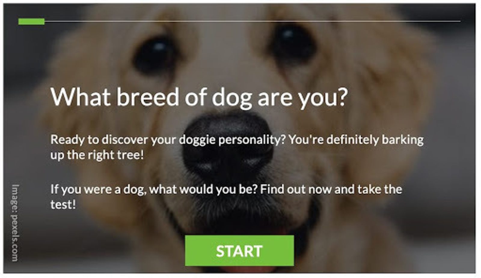 What breed of dog are you quiz