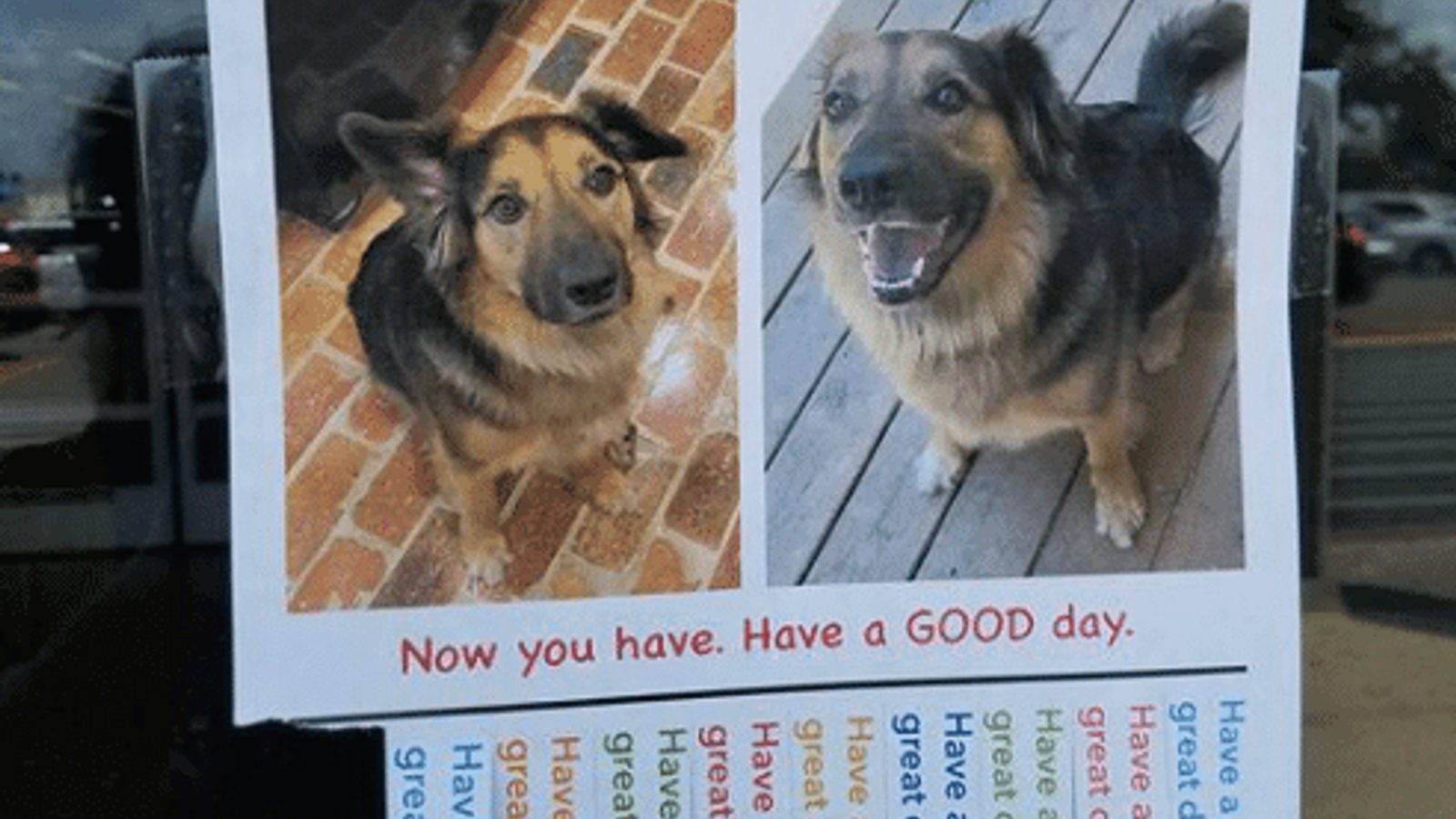 Flyer with a picture of a happy dog