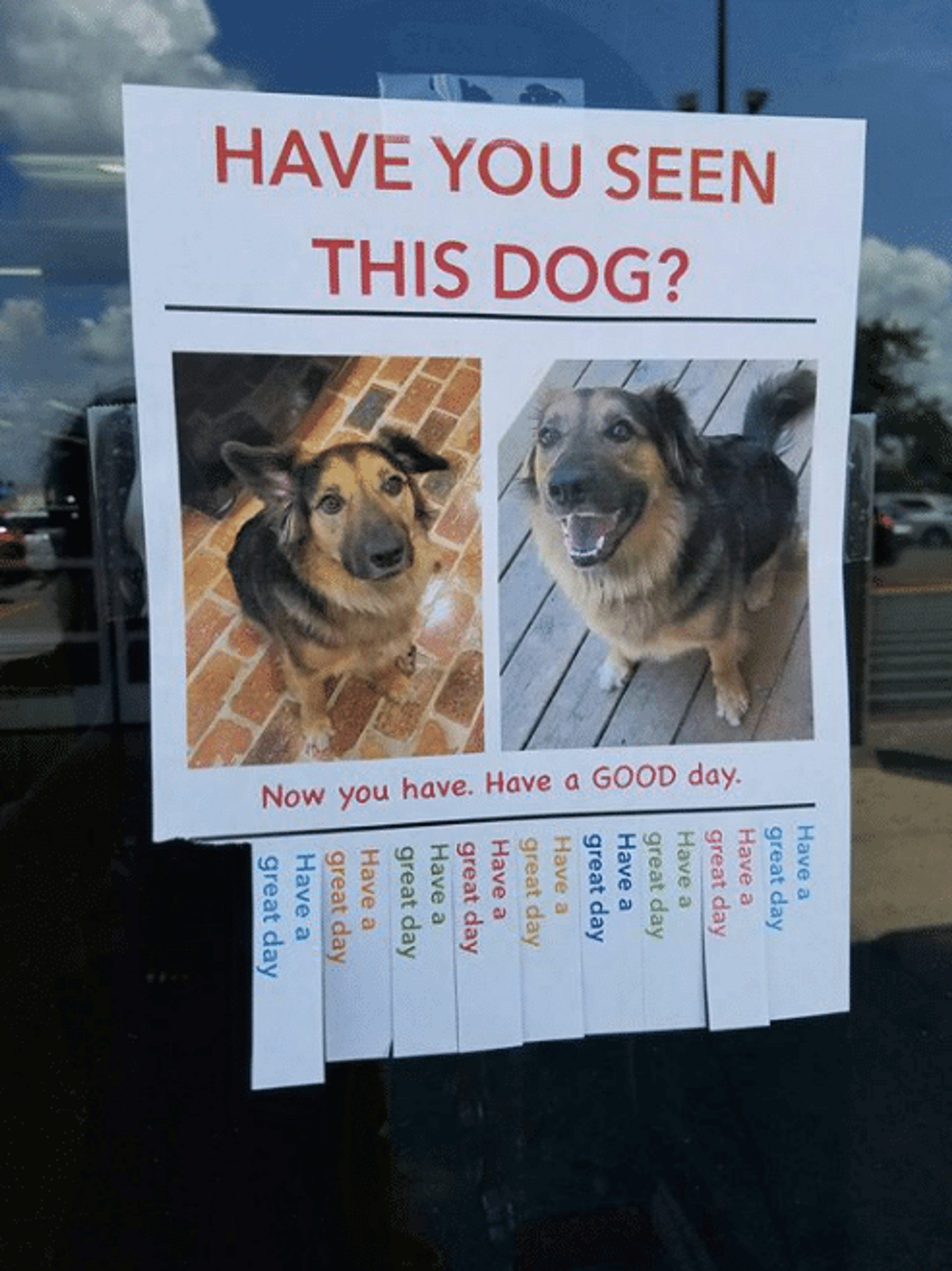 Flyer with a picture of a happy dog