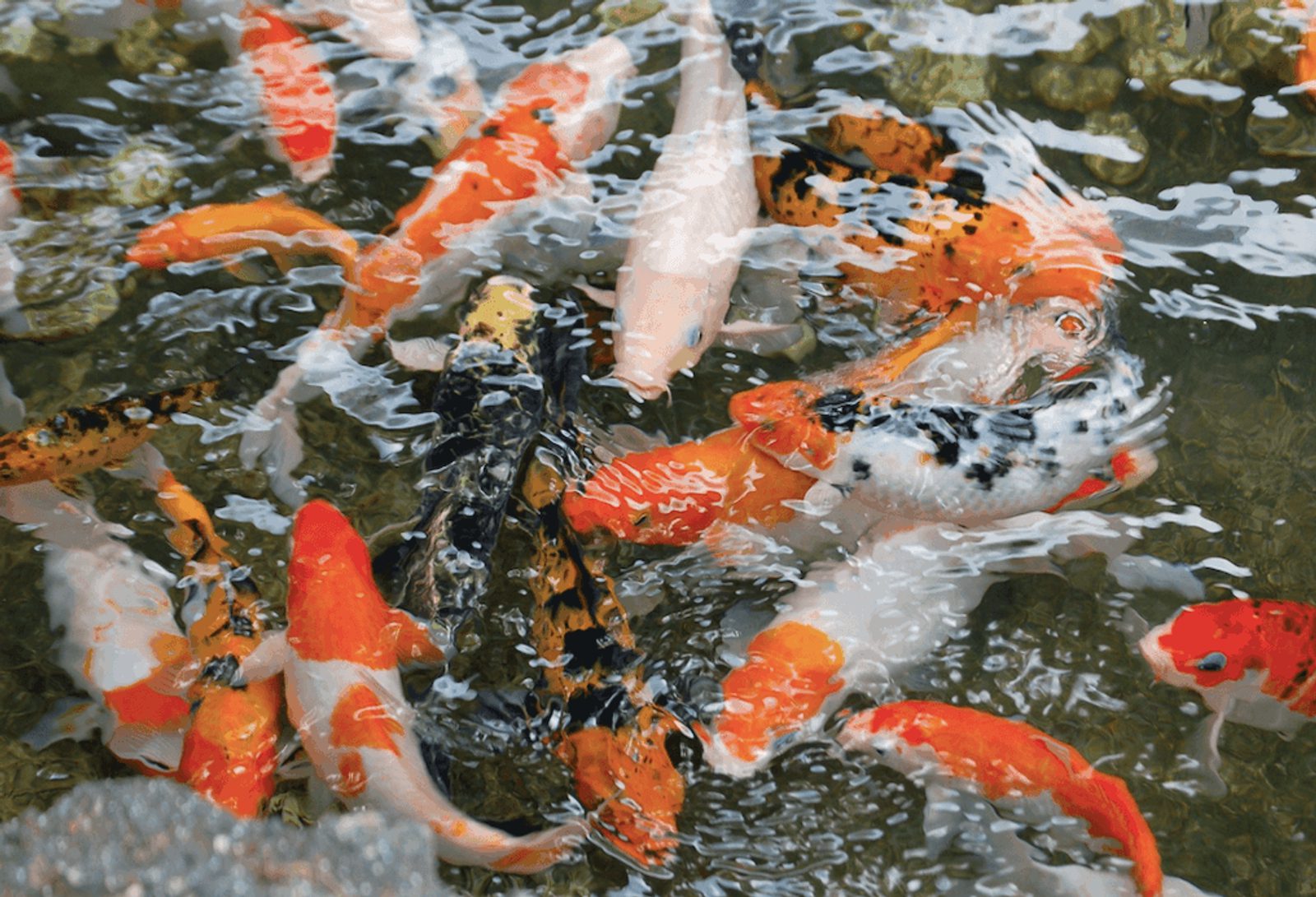 marketing competition