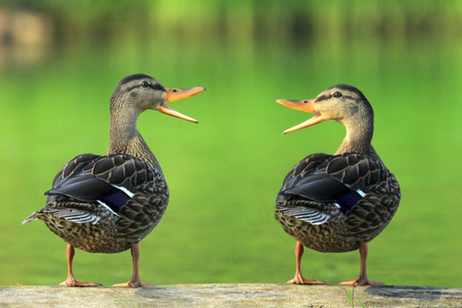 two ducks quack at each other in front of a pond