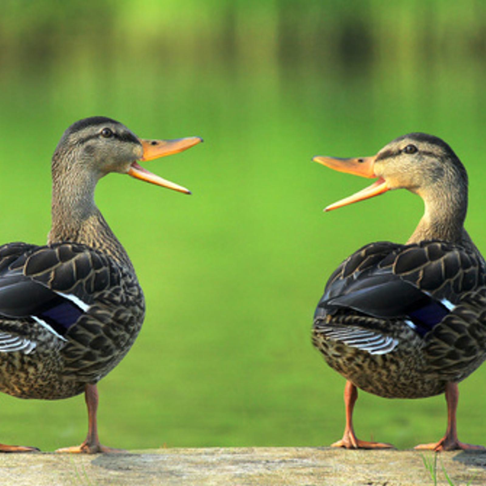 two ducks quack at each other in front of a pond