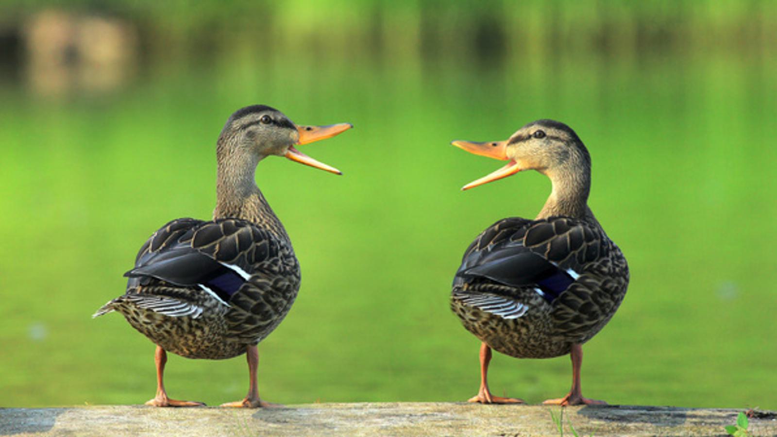 two ducks quack at each other in front of a pond