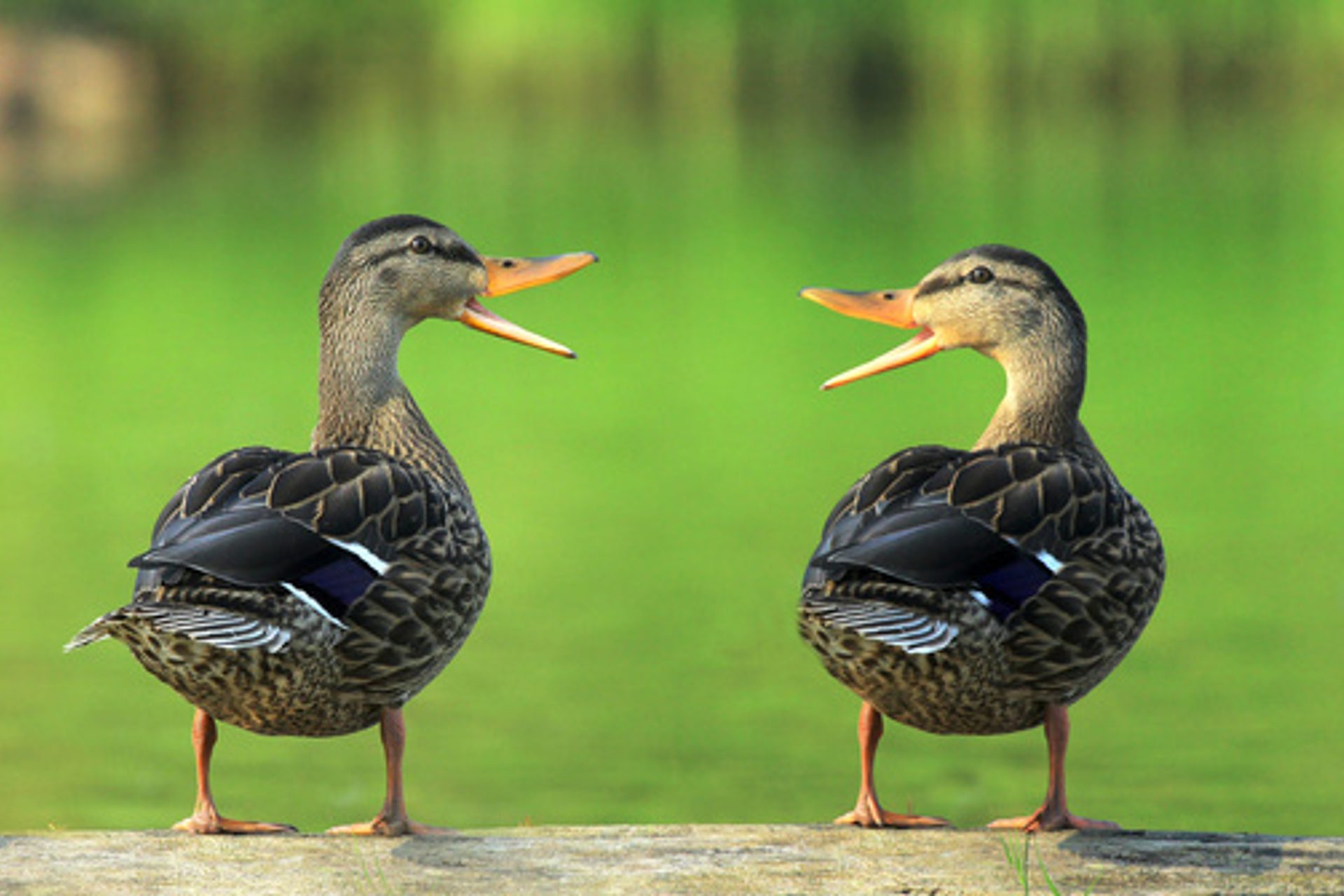 two ducks quack at each other in front of a pond