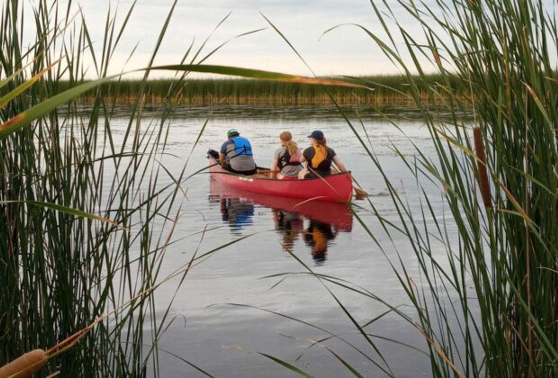 Three people in a row boat on a pond surrounded by reeds